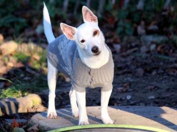 thumb PHOTO 2018 11 28 11 13 43