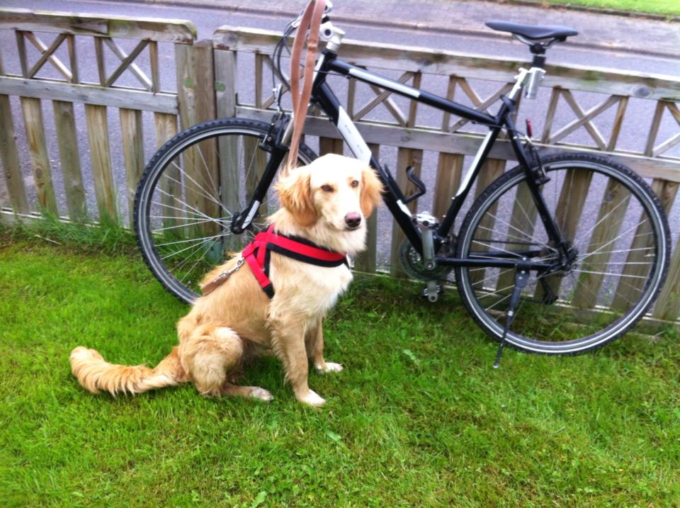 Joey fahrrad429904 463915900352308 1565192509 n