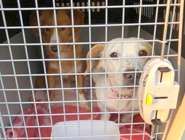 1 50940332 241041006817339 2292217478870204416 n 001