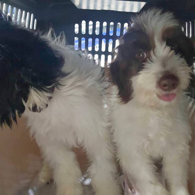 1 50247520 218708469083082 2280413633135509504 n