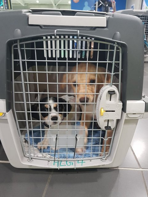 1 51638137 1213979362092480 7374746670170374144 n