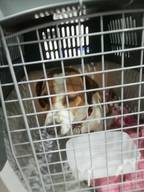 1 IMG 20190118 033250