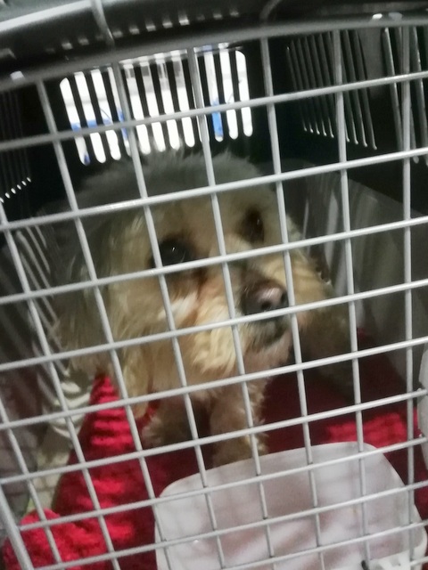 1 IMG 20190118 033257