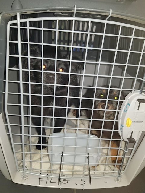 1 52601958 1770829493022127 6007259315398770688 n