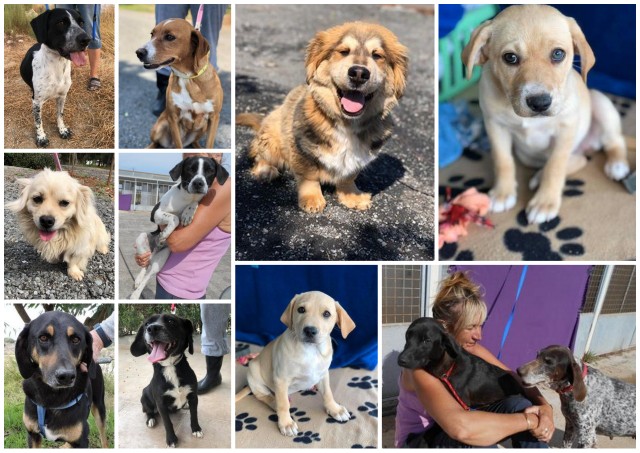 1 collage amsterdam 06 05