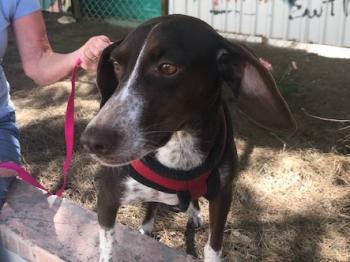 thumb 1 Daisy Photo 18 5th May 2020