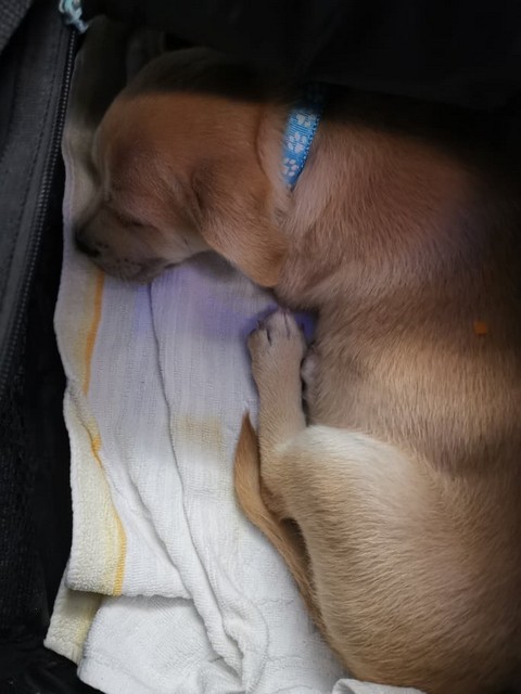 1 cid 170dc43dcc0e2670d2d1 001