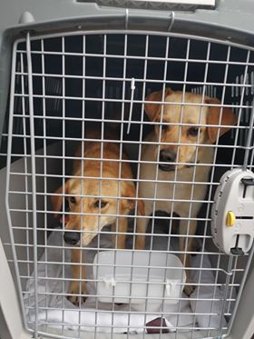 1 92464051 2527595550839486 8559666600255422464 n