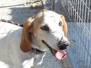 thumb Basil Photo 1 October 2019