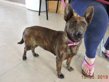 thumb Sybil Photo 2 Jan 2020