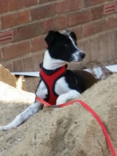 1 IMG 20150805 WA0003 1