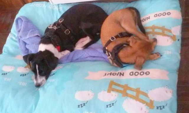 1 IMG 20150815 WA0016