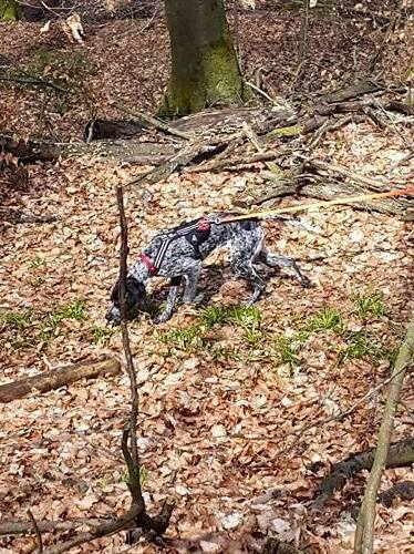 2015 04 19 Kea Mantrail 02