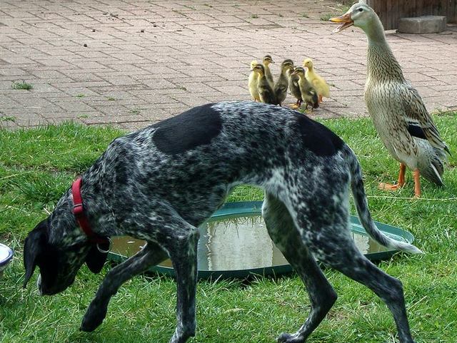 2015 06 30 Enten Kea