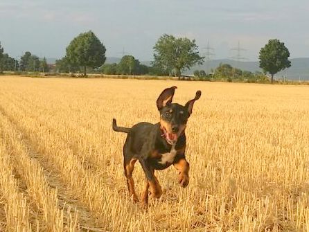 1 IMG 20150809 WA0019 002