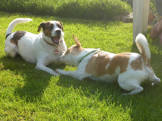 1 Lucky und Bruno 10