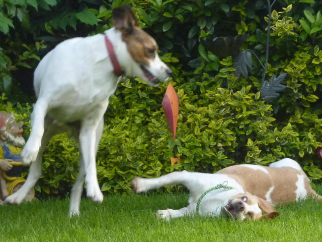 1 Lucky und Bruno 11