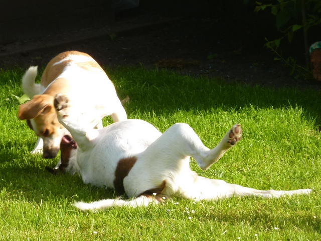 1 Lucky und Bruno 19