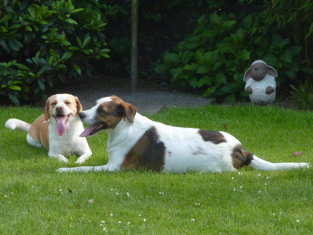 1 Lucky und Bruno fertig