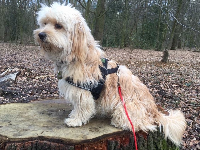 1 cid 7FDCC1D0 97E7 4D52 B4CD 589867F4547DSpeedport W 724V 09011603 00 023