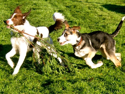 1 cid 1456335065161 54692 f940eaac1c507eb0cfc99dda490140f85d507333spica telekom