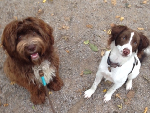 1 cid 1456335065220 54695 f0238798a51e5cd49fe93ce230c499729558bbf3spica telekom