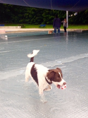 1 cid 1456335065264 54697 6f61e1e402cfabf6197c1c266dd2a084b69186d9spica telekom