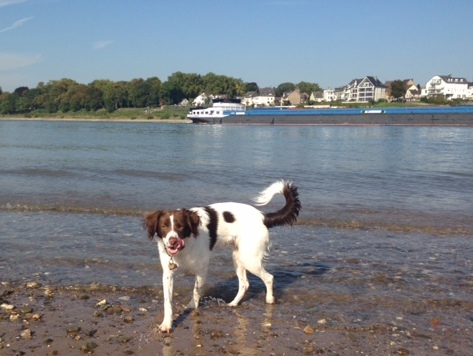 1 cid 1456335065286 54698 b94f5358369d363458bef878e7f8cd788facc34fspica telekom