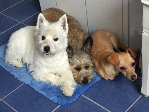 1 cid 80A03461 37B7 4A2C 98DF A0DD555EE893