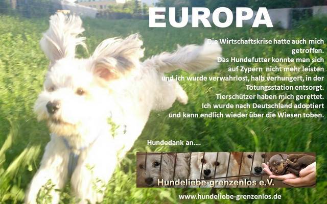 1 hundeliebegrenzenlos Plakat Felix