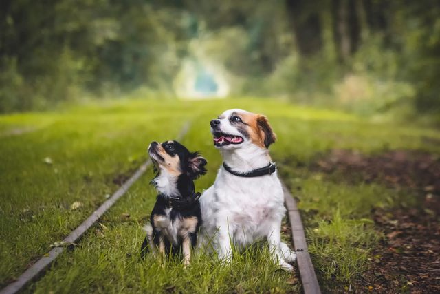 1 13833483 1061061260615200 768382218 o