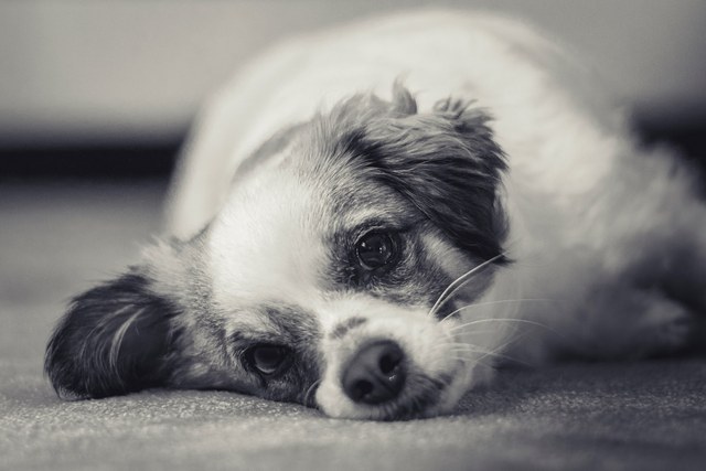 1 13931540 1063753073679352 1381089887 o