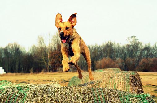 1 Tim und seine Ohre