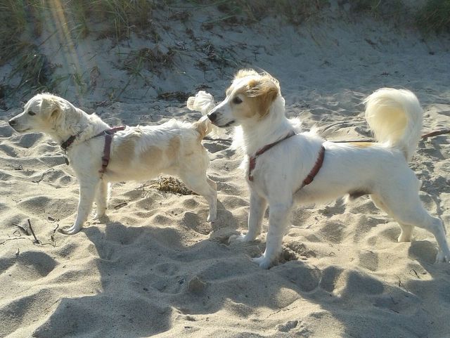 1 Deedee ein halbes Jahr bei uns 114