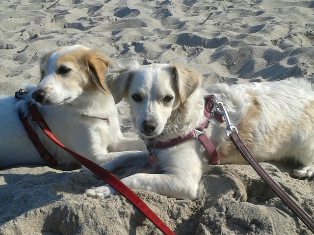 1 Deedee ein halbes Jahr bei uns 124