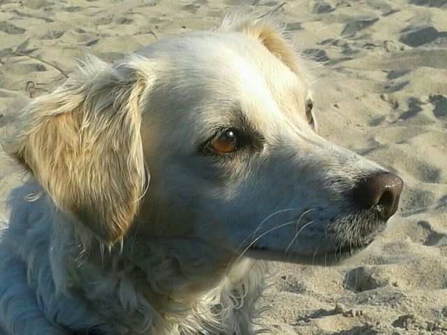 1 Deedee ein halbes Jahr bei uns 134