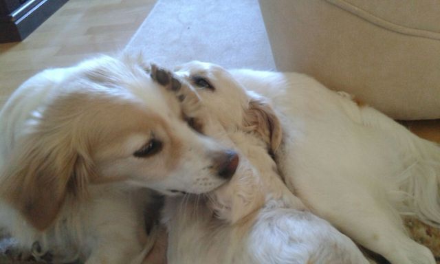 1 deedee meets yaron 136