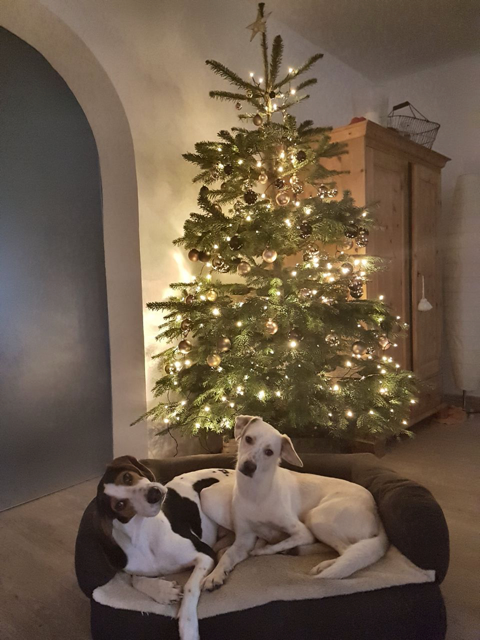 WhatsApp Image 2017 12 24 at 15.12.31