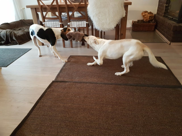 WhatsApp Image 2017 12 27 at 19.37.30