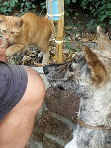 1 IMG 20160826 WA0003 1 1