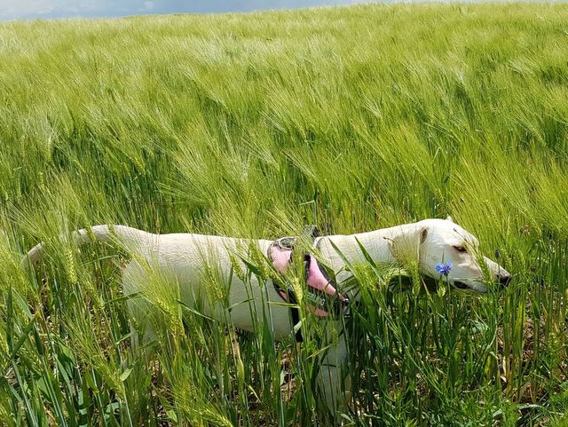 1 IMG 20170607 WA0027