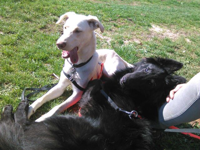 1 IMG 20170410 WA0002 1