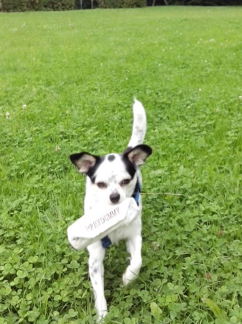 1 IMG 20170722 155608 001