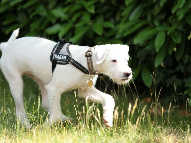 1 IMG 20180617 WA0042