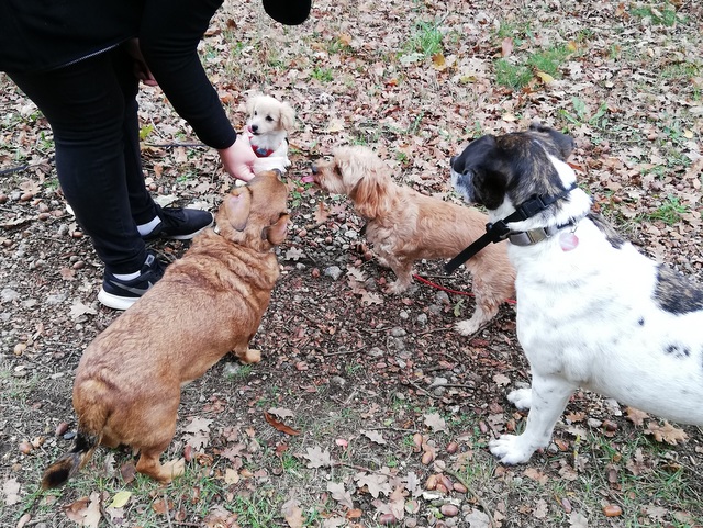 1 IMG 20181101 132346