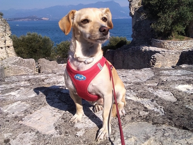 1 IMG 20181003 111300 resized 20190928 084625529