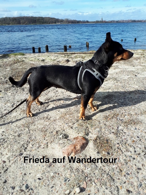 1 004 02 Frieda auf Wandertour Groß