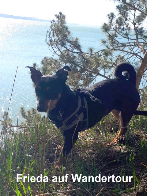 1 004 06 Frieda auf Wandertour Groß