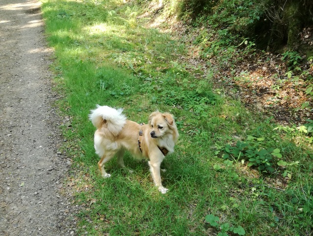 1 cid 1568481986372 2395220 6eee72c040e8ecc2f957e1efd2368619d80facebspica telekom