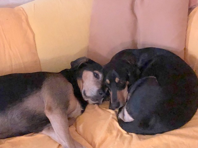 1 BenniSina Ein Kopf ein . Team 122018